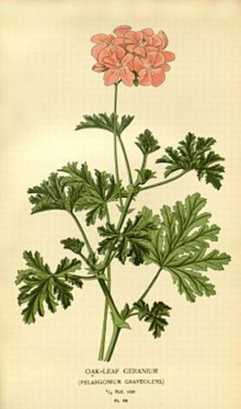 Aqua Oleum Geranium 100% eterisk olje 10 ml