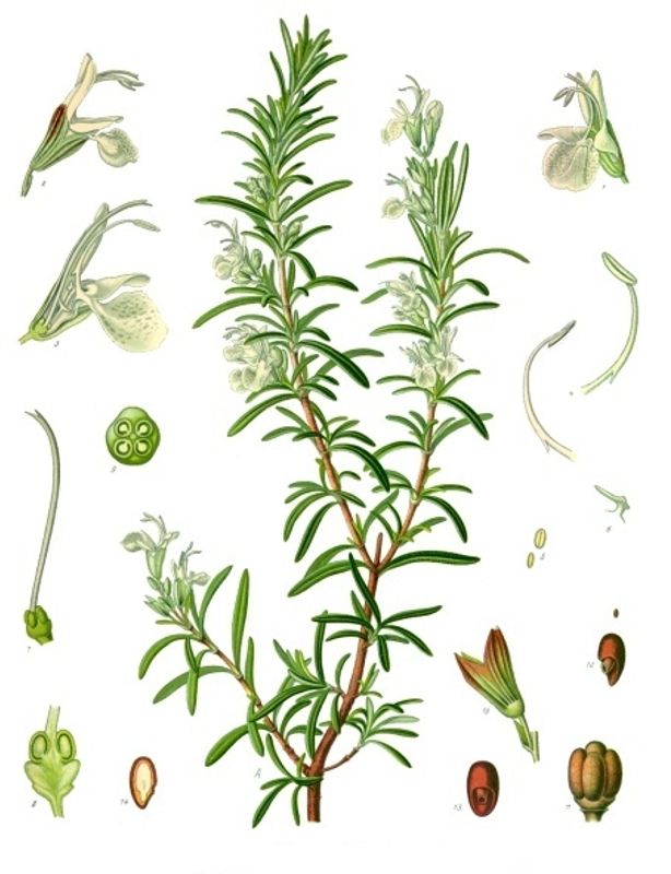 Aqua Oleum Rosemary 100% eterisk olje 10 ml