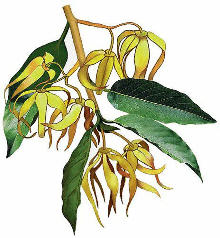 Aqua Oleum Ylang Ylang 100% eterisk olje 10 ml