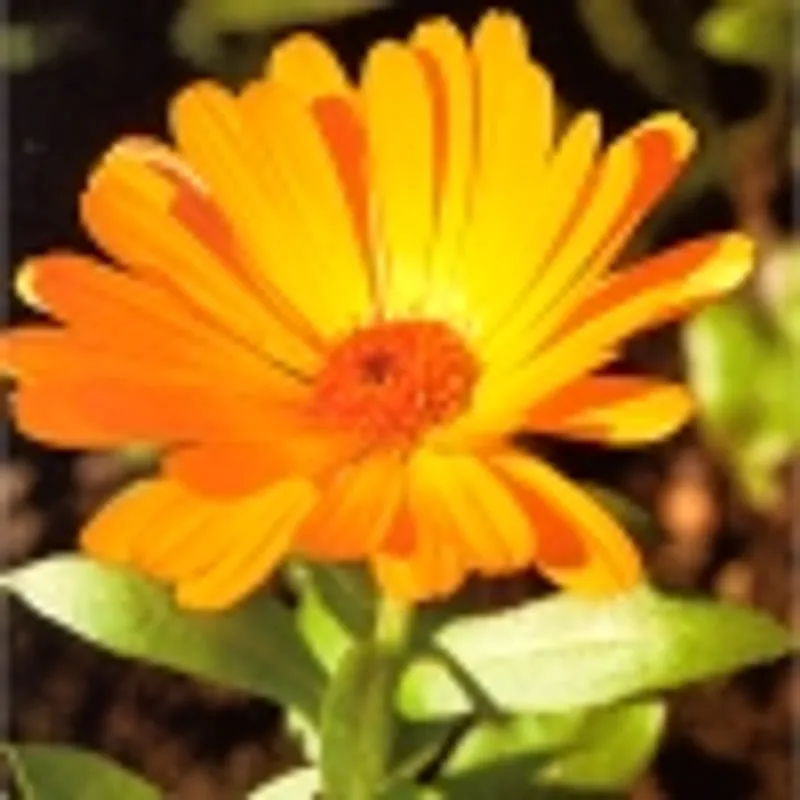 Weleda Baby Calendula Face Cream 50 ml