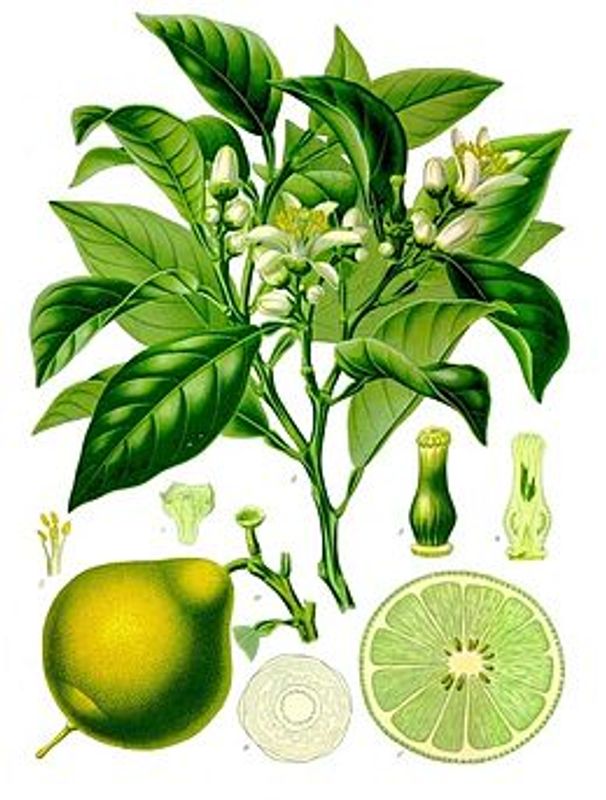 Aqua Oleum Bergamot 100% eterisk olje 10 ml