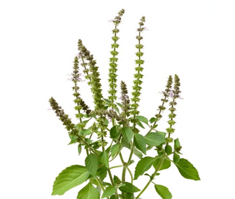 Organic India Tulsi ORIGINAL Tea 25 poser