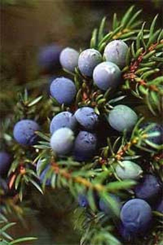 Aqua Oleum Juniper Berry 100% eterisk olje 10 ml