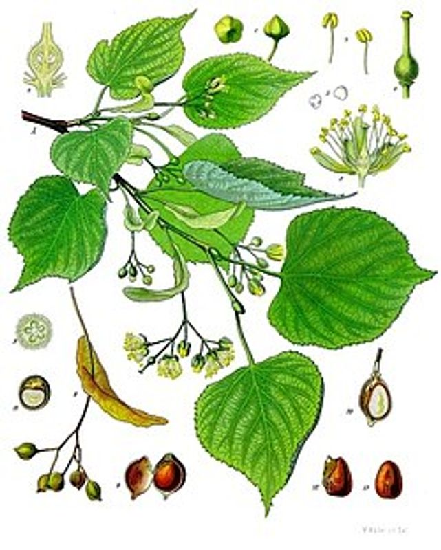 Kloster Lindeblomst Te løsvekt 40g